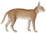 caracal, desert lynx (Caracal caracal)