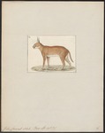 caracal, desert lynx (Caracal caracal)