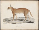 caracal, desert lynx (Caracal caracal)