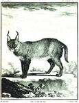 caracal, desert lynx (Caracal caracal)