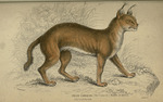 caracal, desert lynx (Caracal caracal)