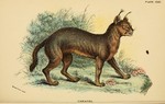 caracal, desert lynx (Caracal caracal)