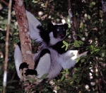 Indri, babakoto (Indri indri)