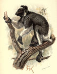 Indri, babakoto (Indri indri)