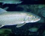 lake trout (Salvelinus namaycush)