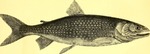 lake trout (Salvelinus namaycush)