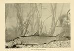 lake trout (Salvelinus namaycush)