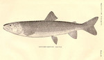 lake trout (Salvelinus namaycush)