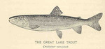 lake trout (Salvelinus namaycush)