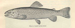 lake trout (Salvelinus namaycush)