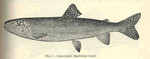 lake trout (Salvelinus namaycush)