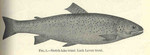 lake trout (Salvelinus namaycush)