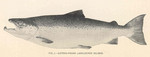 Atlantic salmon (Salmo salar) - landlocked salmon