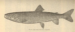 lake trout (Salvelinus namaycush)