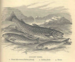 lake trout (Salvelinus namaycush)