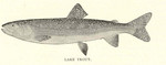 lake trout (Salvelinus namaycush)