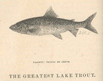 lake trout (Salvelinus namaycush)