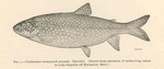 lake trout (Salvelinus namaycush)