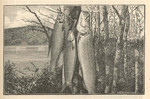 lake trout (Salvelinus namaycush)