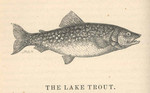 lake trout (Salvelinus namaycush)