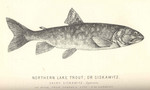 lake trout (Salvelinus namaycush)