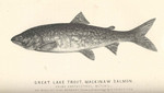 lake trout (Salvelinus namaycush)