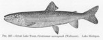 lake trout (Salvelinus namaycush)