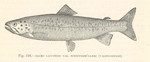 lake trout (Salvelinus namaycush)