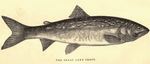 lake trout (Salvelinus namaycush)