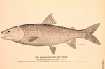 lake trout (Salvelinus namaycush)