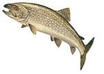 lake trout (Salvelinus namaycush)