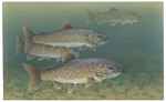 lake trout (Salvelinus namaycush)