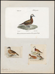 white-headed duck (Oxyura leucocephala)