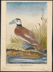 white-headed duck (Oxyura leucocephala)