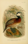 white-headed duck (Oxyura leucocephala)