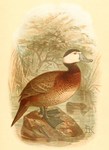 white-headed duck (Oxyura leucocephala)