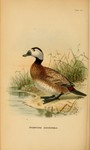 white-headed duck (Oxyura leucocephala)