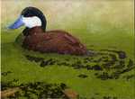 ruddy duck (Oxyura jamaicensis)
