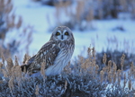 short-eared owl (Asio flammeus)