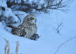 short-eared owl (Asio flammeus)