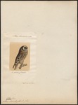 short-eared owl (Asio flammeus)