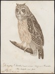 short-eared owl (Asio flammeus)