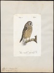 short-eared owl (Asio flammeus)