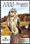 short-eared owl (Asio flammeus)