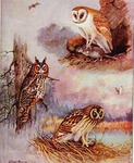 Silent-Winged Owls of North America: common barn owl (Tyto alba), long-eared owl (Asio otus), sh...