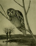 short-eared owl (Asio flammeus)