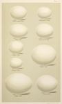 Eggs of Owls - Eggs of British Birds