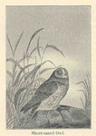 short-eared owl (Asio flammeus)