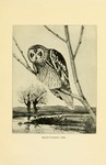 short-eared owl (Asio flammeus)