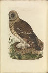 short-eared owl (Asio flammeus)